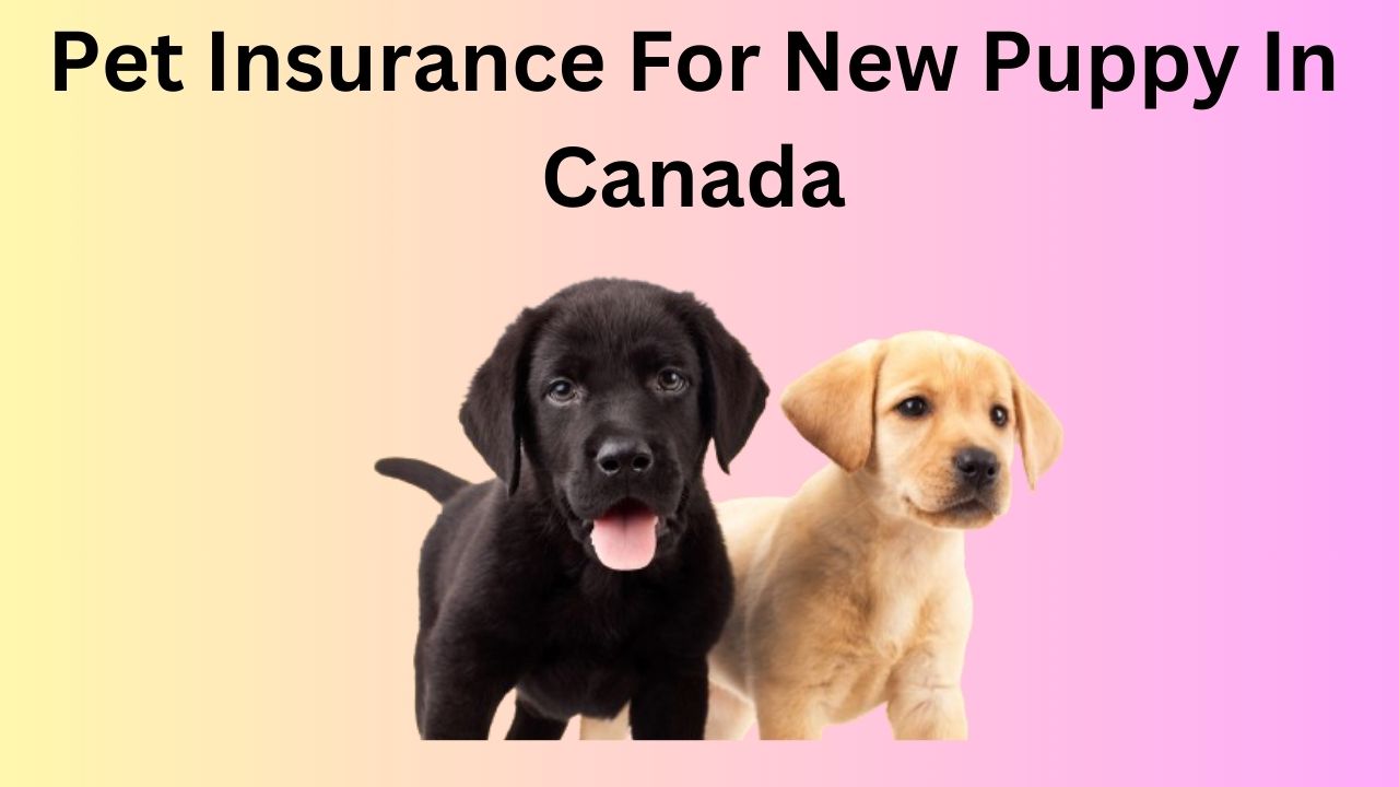 Pet Insurance For New Puppy In Canada